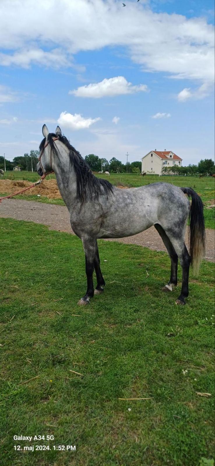 Villa Durmitorska Koliba Sa Kupatilom Žabljak Esterno foto